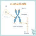 Chromosome, DNA, telomeres are protective caps on the end of chromosomes, cell